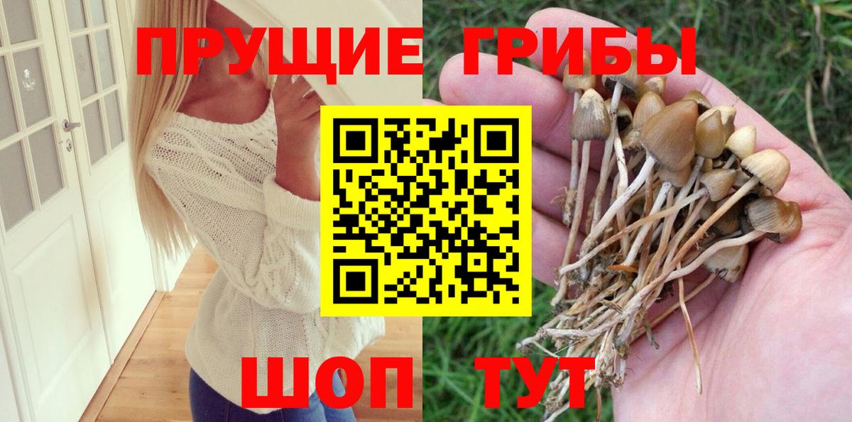 Галлюциногенные грибы Psilocybe Сыктывкар